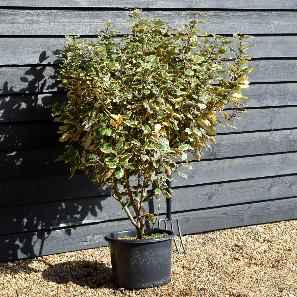 Elaeagnus  submacrophylla 'Viveleg' - Shrub - Height 110-140cm -20lt