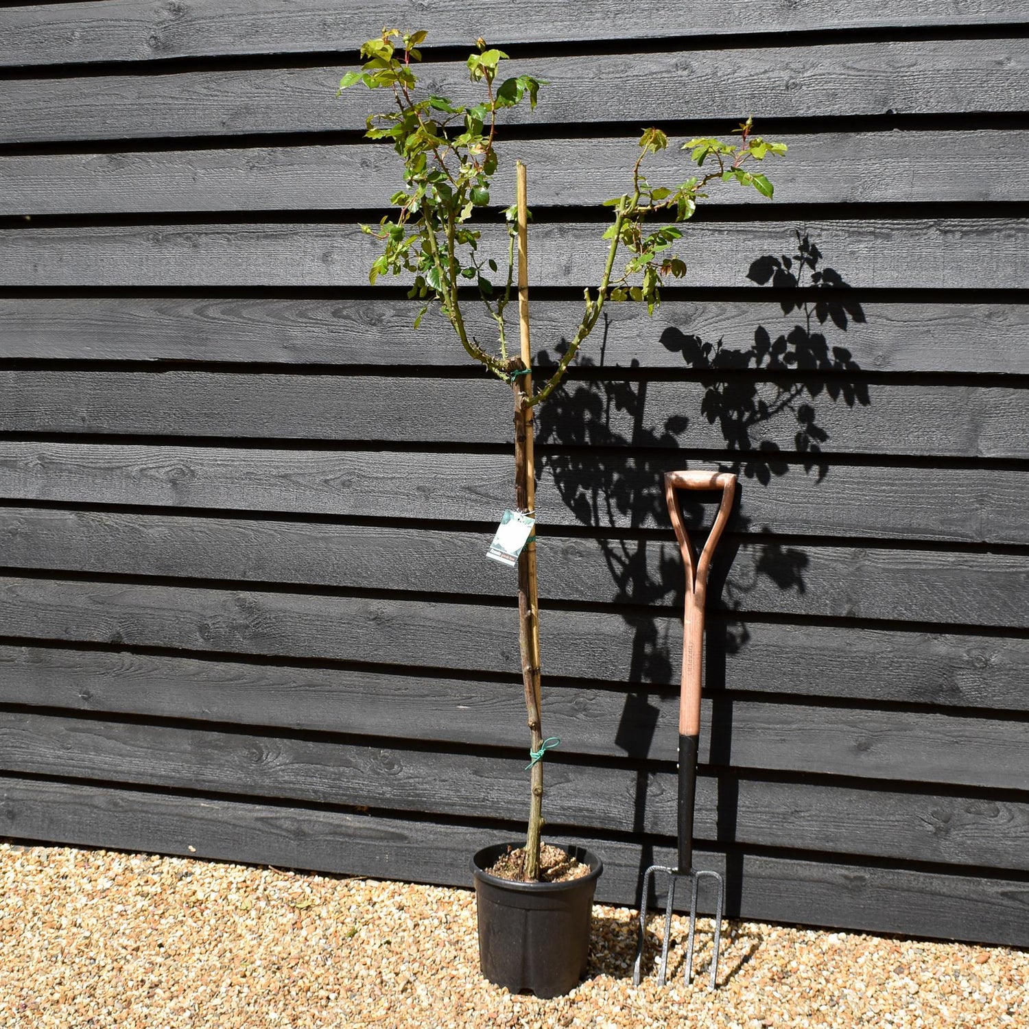 Rose 'Bianco Puro' - Clear Stem 80-90cm - Height 130-160cm - 18lt