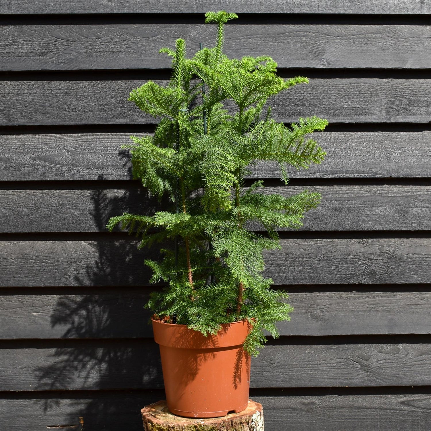 Norfolk Island Pine - Araucaria 'Heterophylla' - House Plant - Multistem - Height 80-100cm - Width 50-70cm - 10lt