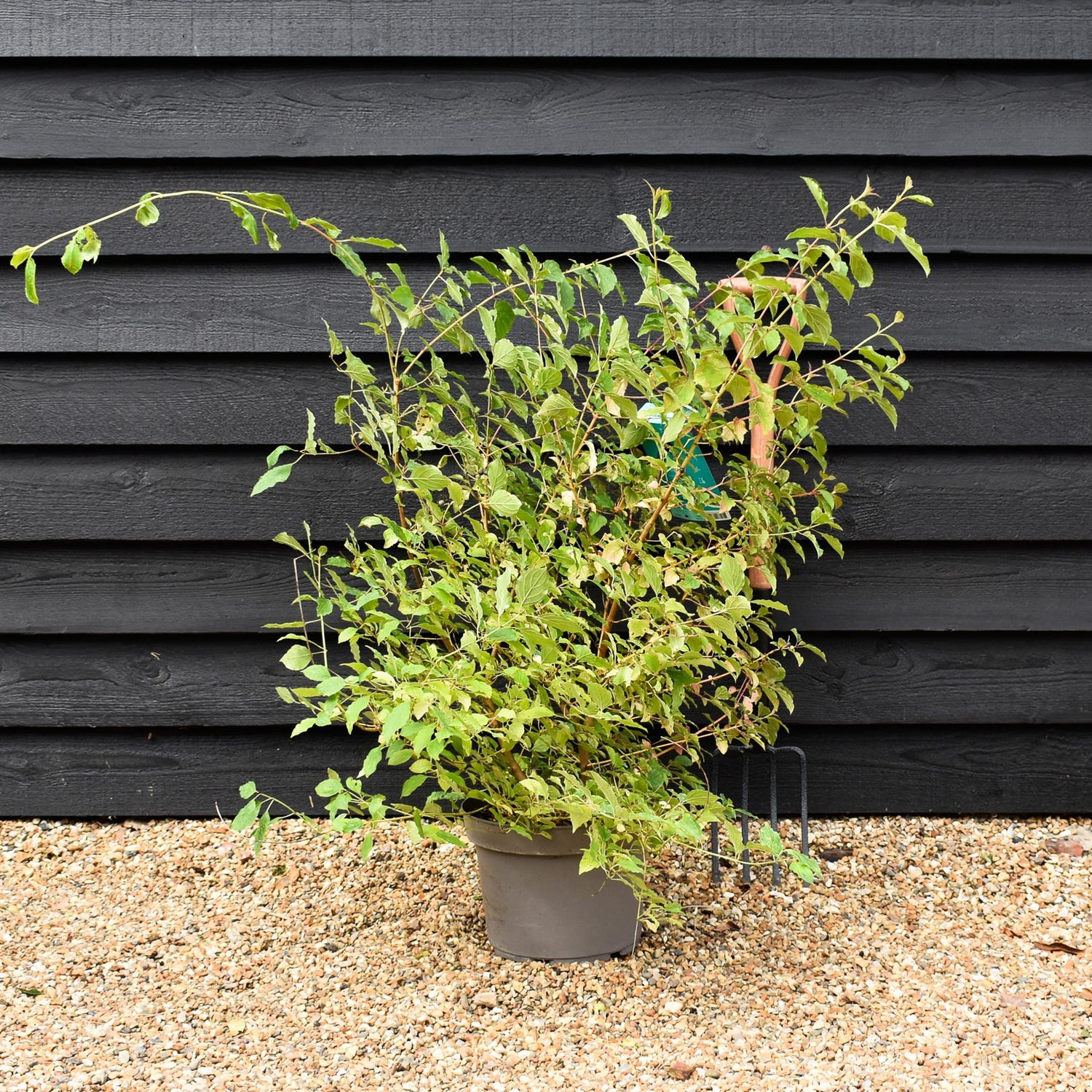 Cornus alba 'Midwinter Fire' | White dogwood 'Midwinter Fire' - Height 80cm - 10lt