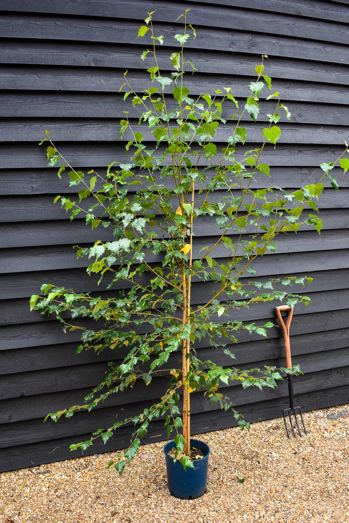 Silver Birch| Betula Pendula -  Girth 6-10cm  Height -180-200cm - 12lt