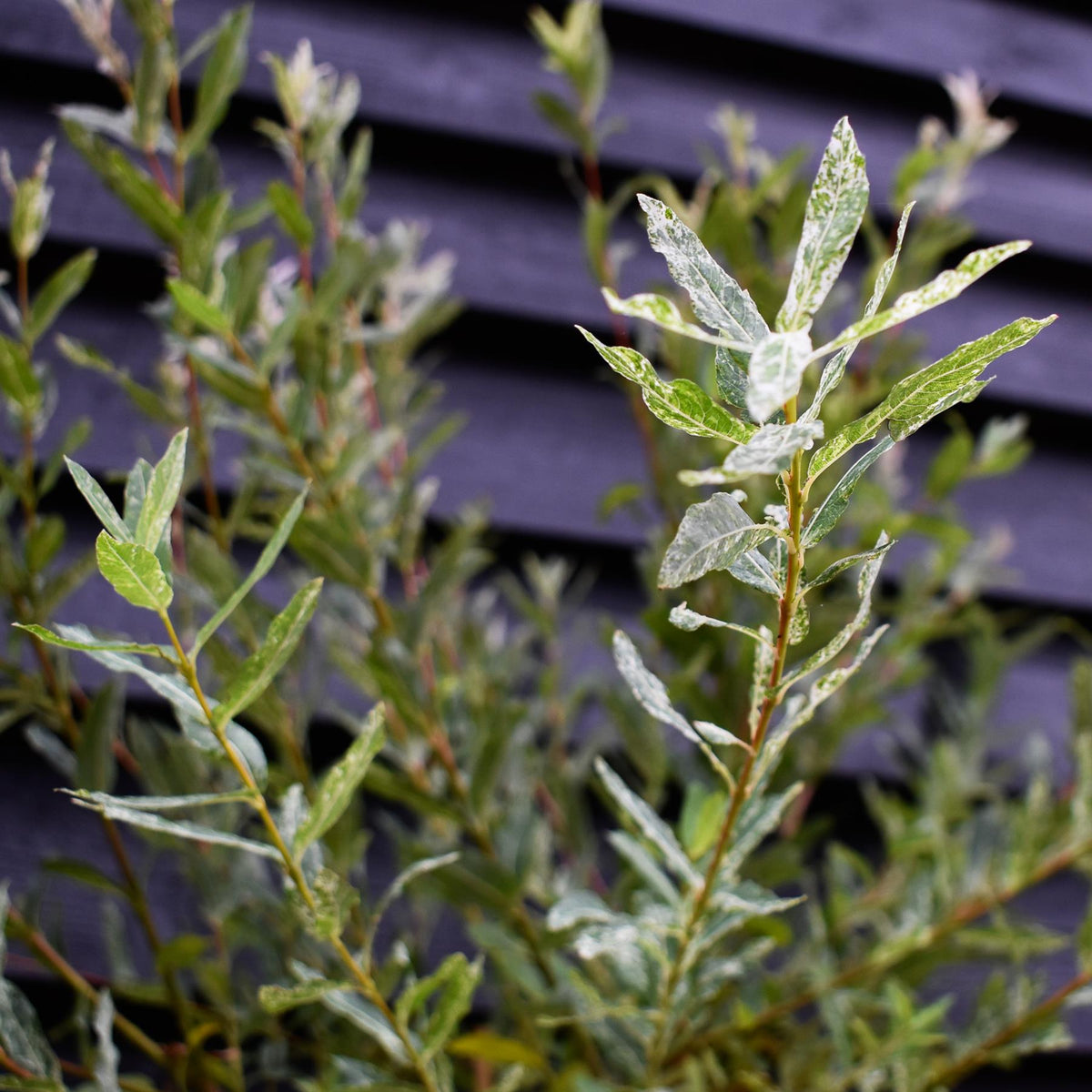 Salix integra 'Hakuro-nishiki' | Dappled Willow - Height 190-210cm - 12lt