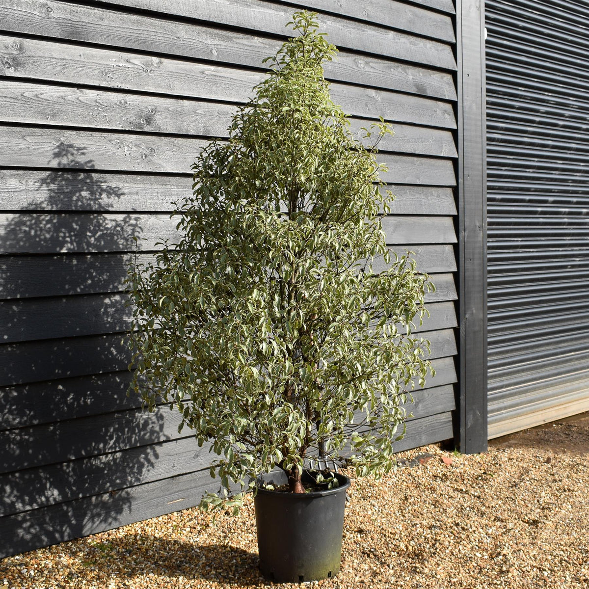 Pittosporum 'Silver Queen' - Height 150-180cm - 25lt
