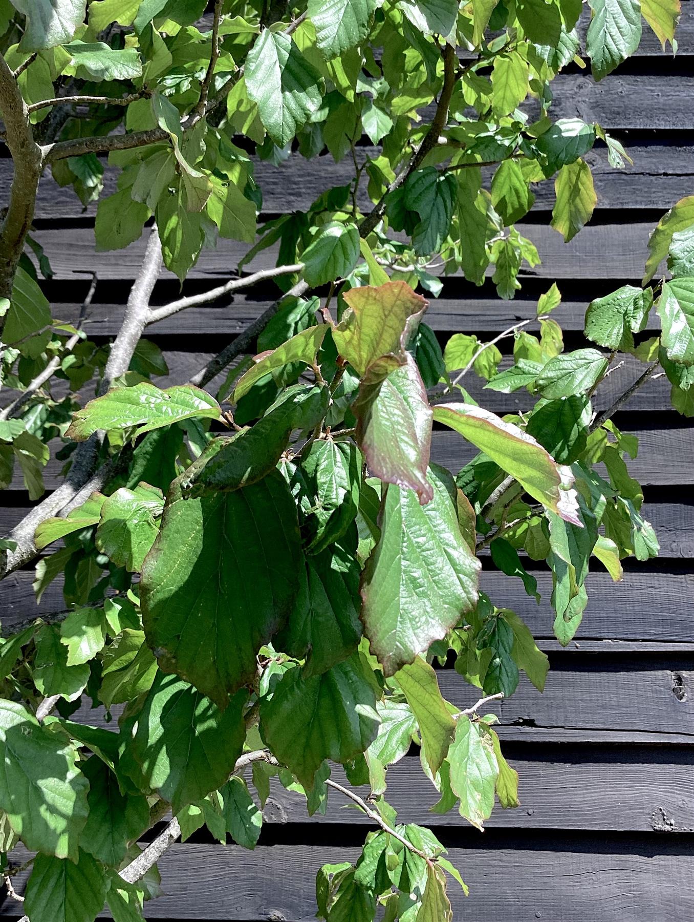 Parrotia Persica Multistem | Iron Tree - 400cm, 90lt