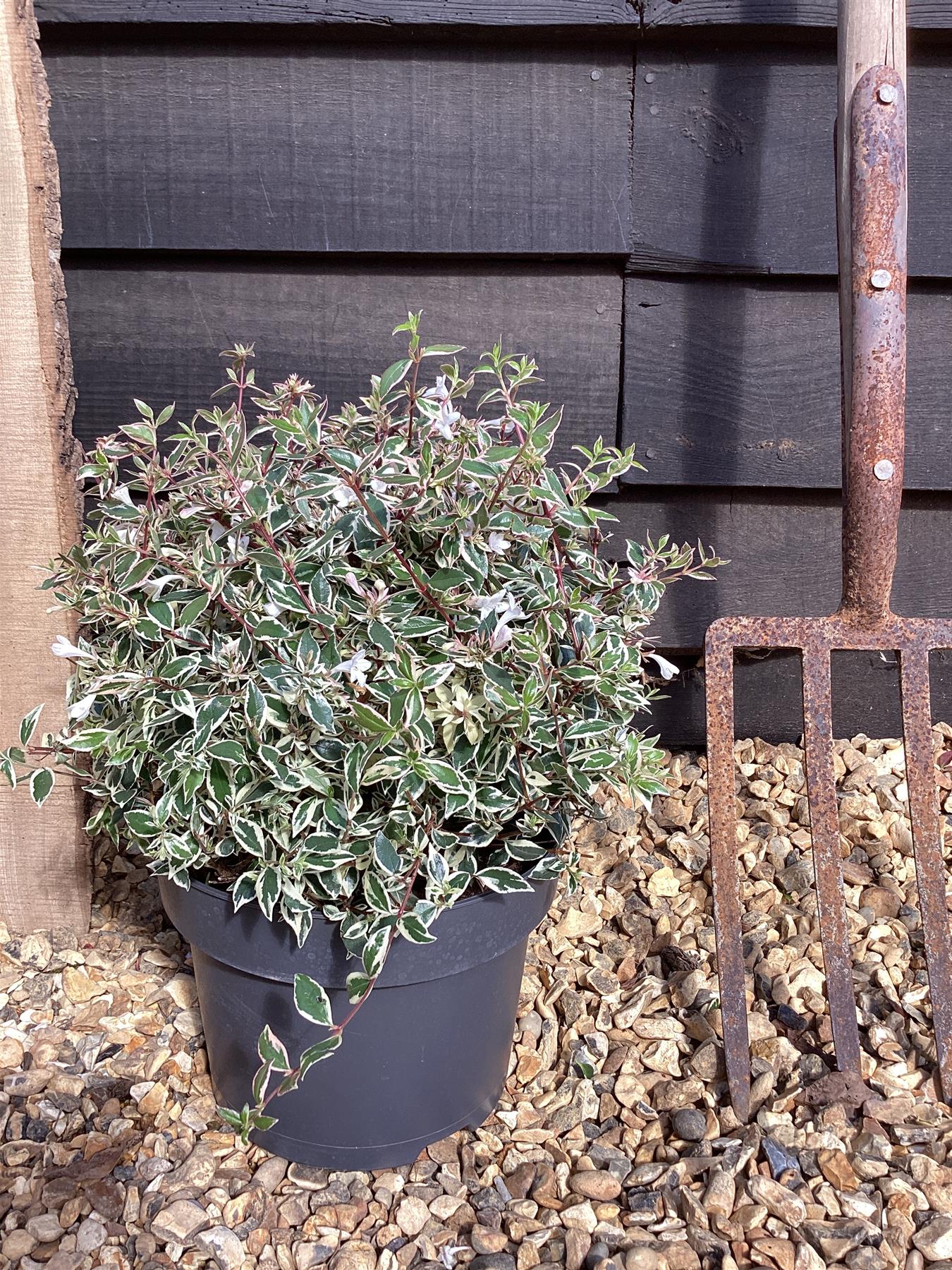 Abelia Confetti Conti - 45-55cm, 3lt