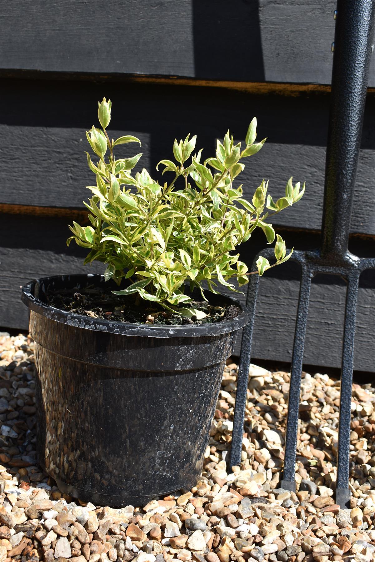 Abelia Radiance - 40-60cm, 2lt