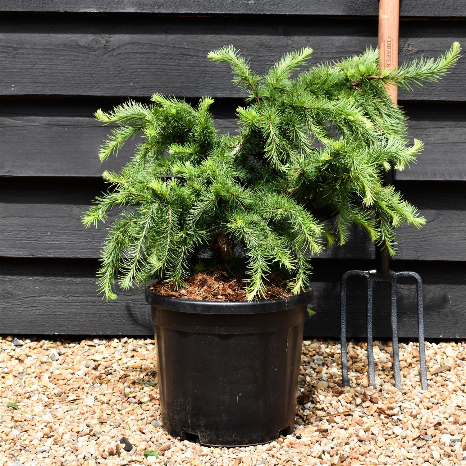 Larix decidua 'Little Bogle' | European larch - Height 30-40cm - Width 60cm - 11lt