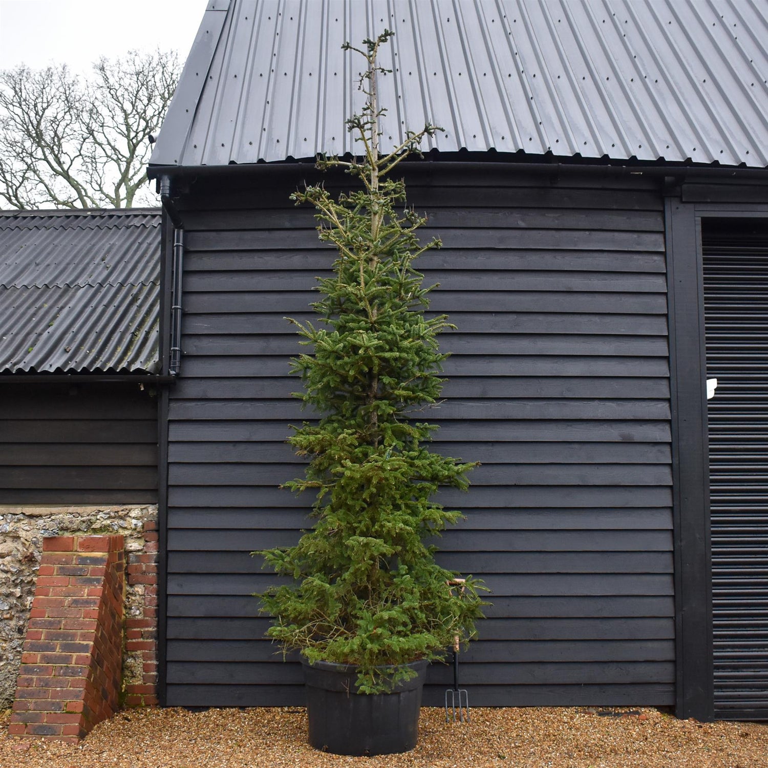 Abies Pinsapo Glauca | Blue Spanish fir - Height 380-420cm - 230lt