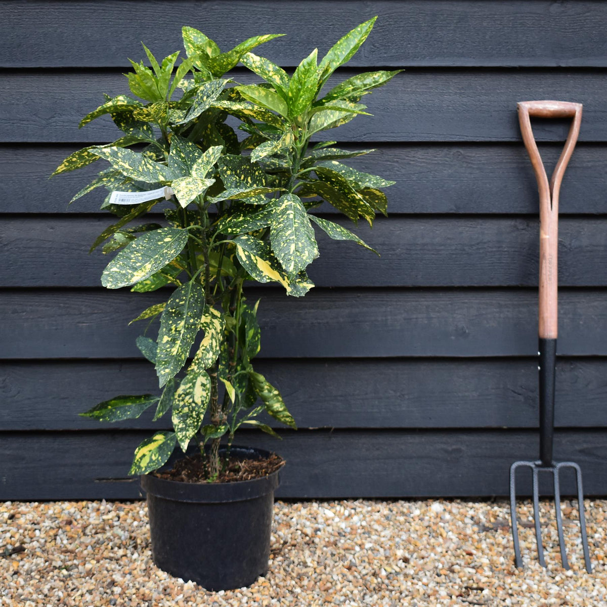 Aucuba japonica 'Mr Goldstrike' - Height 90-110cm -12lt