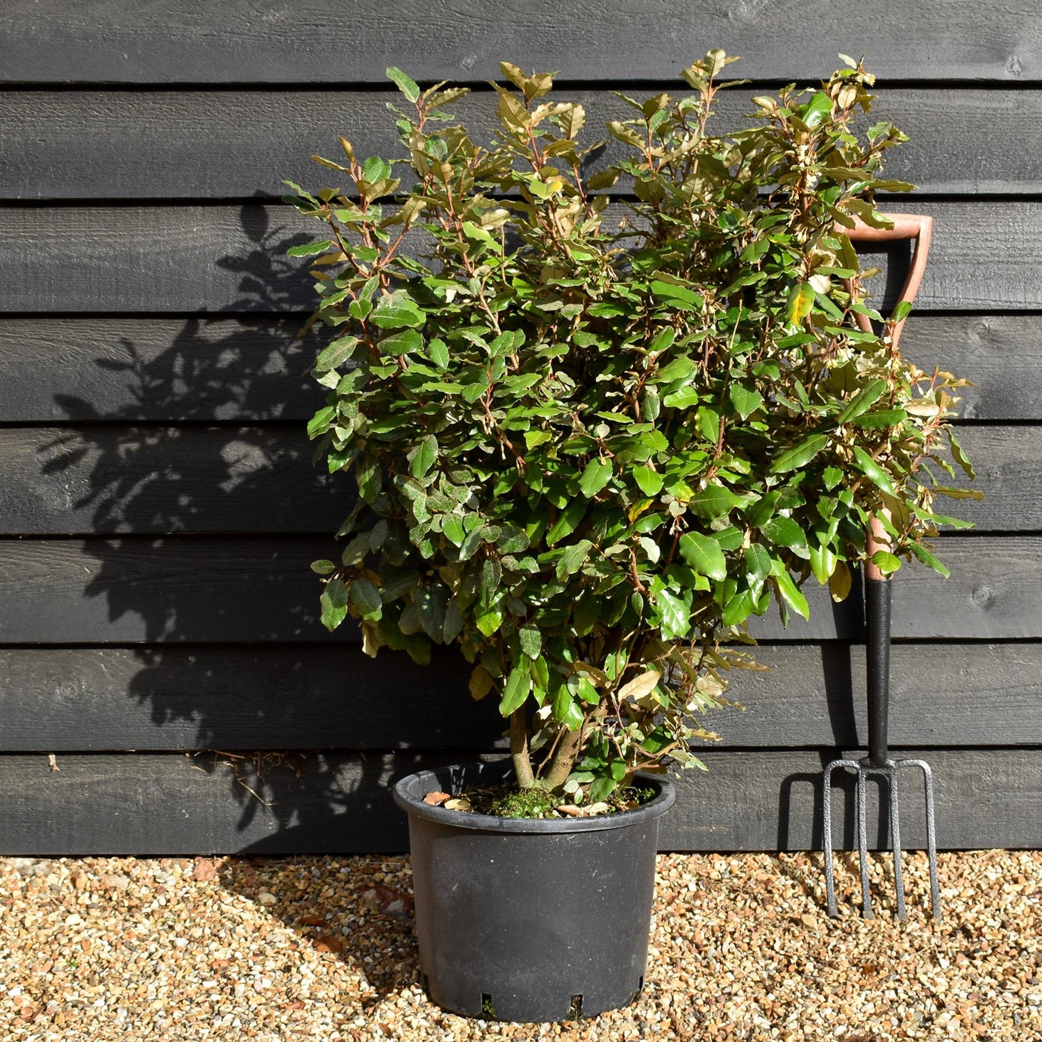 Elaeagnus ebbingei Compacta - 80-90cm - 20lt