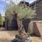 Olive Tree | Olea Europea - Mature - Unique - Cloud - 230cm - 500lt
