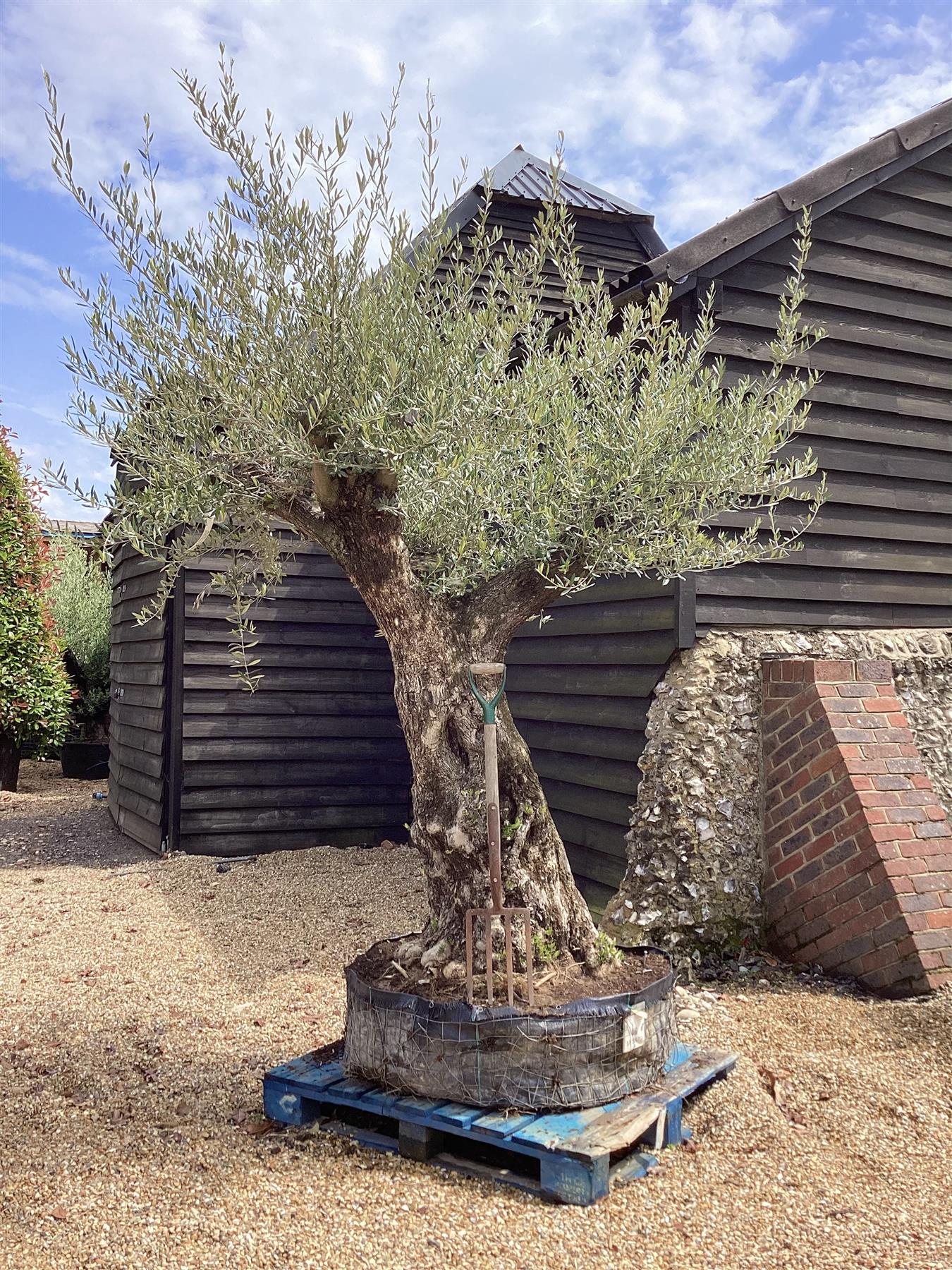 Olive Tree | Olea Europea - Mature - Unique - Cloud - 230cm - 500lt