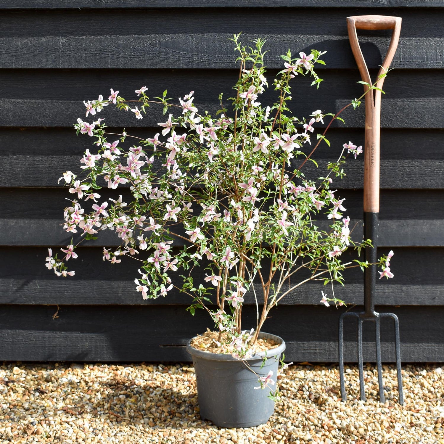 Philadelphus 'Perfumed Pink' - Shrub - Height 80-90cm -5lt