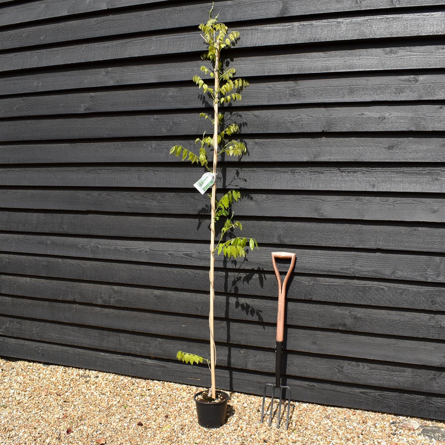 Wisteria floribunda | Japanese wisteria 'Longissima Alba' - Cane - Height 150-200cm - 3lt