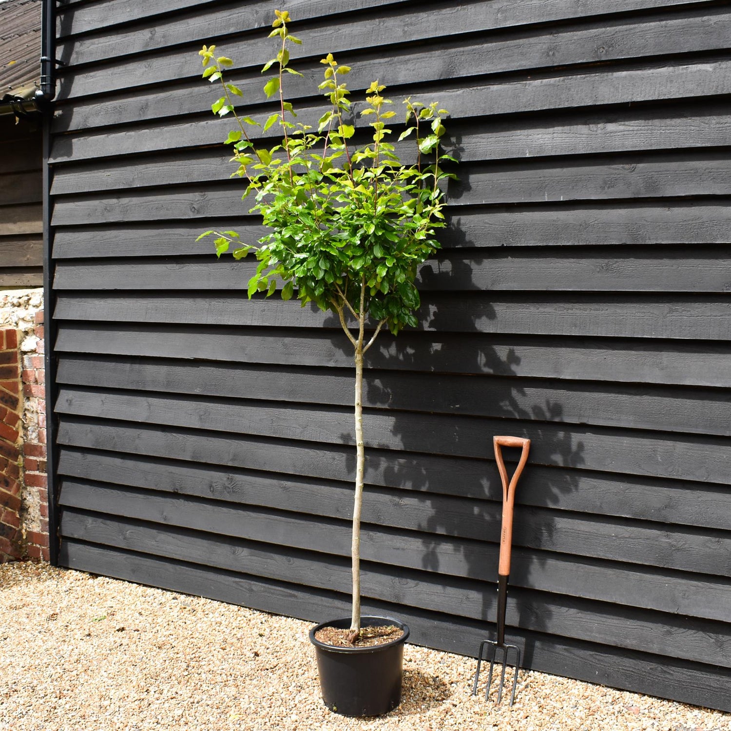 Plum tree 'President' | Prunus domestica - Height 100-120cm - 20lt