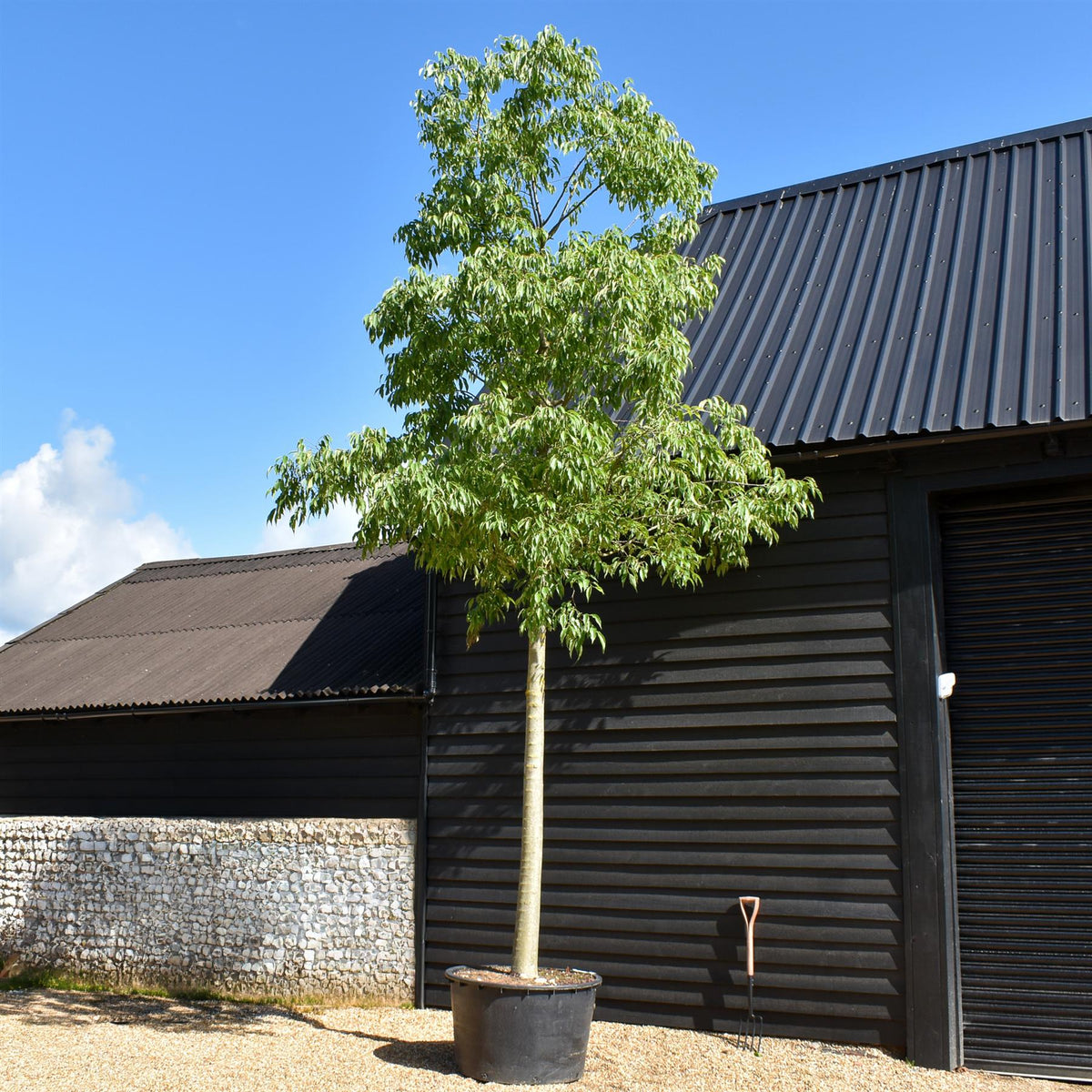 Celtis Australis | European hackberry - Height 550cm - 285lt