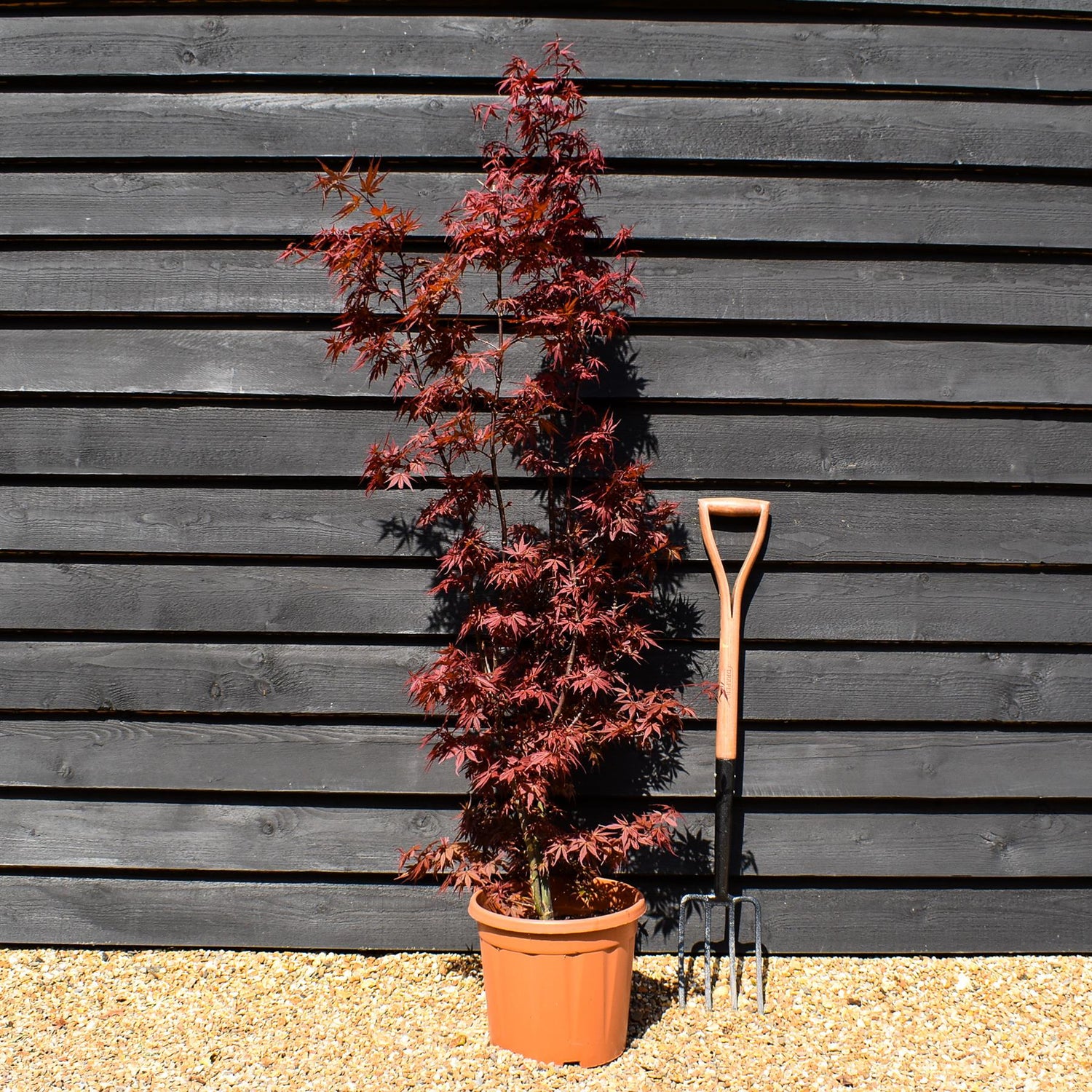 Acer palmatum 'Skeeters Broom' | Japanese maple 'Phoenix' - Narrow - 100-150cm - 15lt