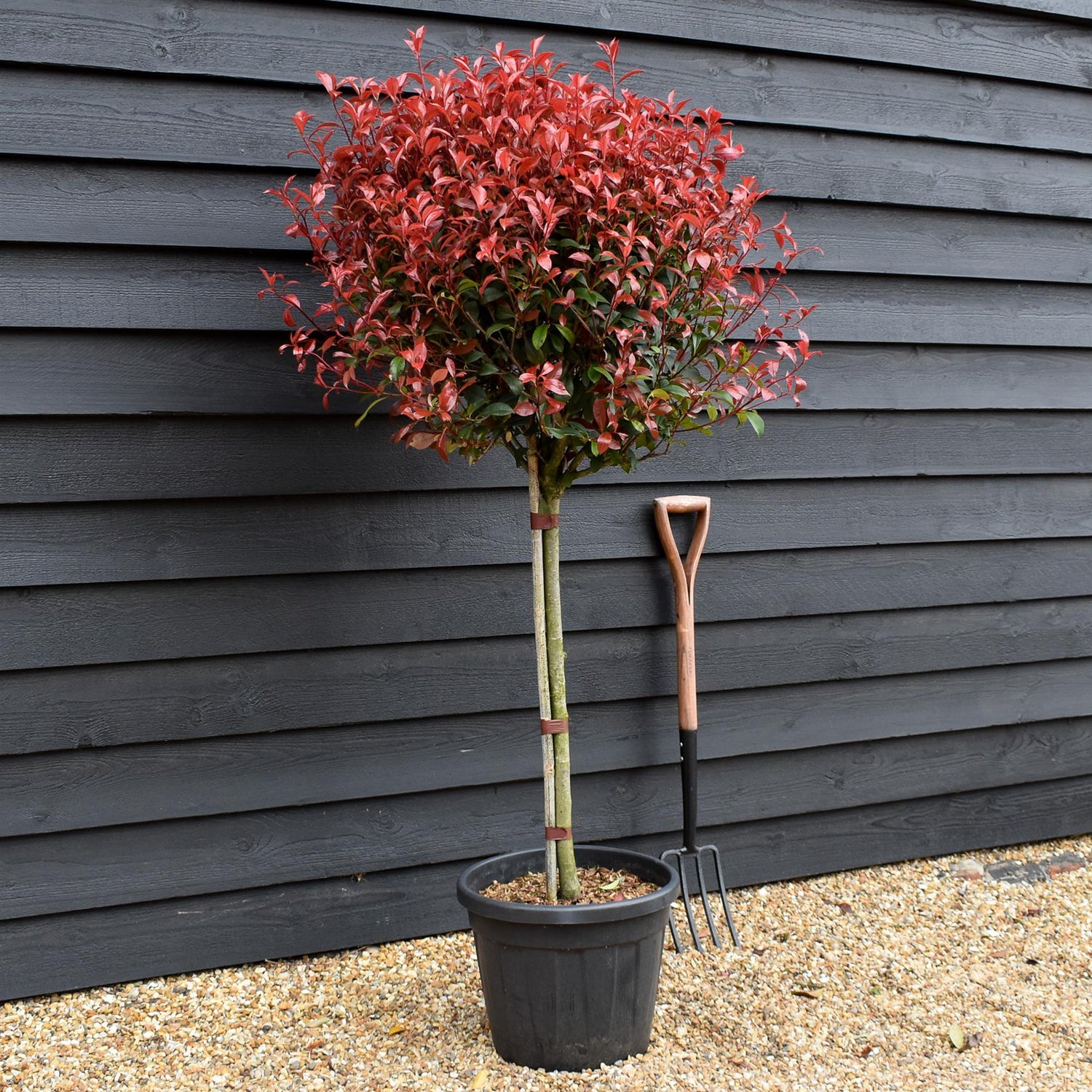 Photinia Red Robin | Christmas berry - Half Standard - Clear Stem 75-85cm - Height 160-170cm - 30lt