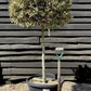 Ilex Aquifolium 'Argentea Marginata' | Silver-Margined Holly - 200-220cm, 70lt