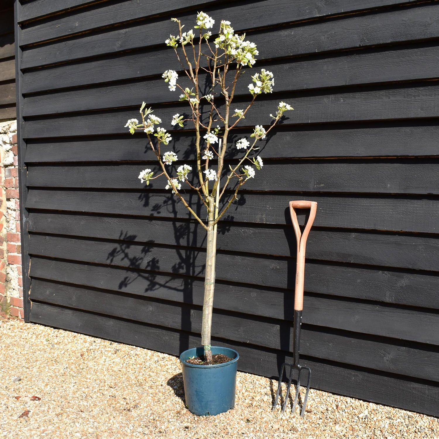 Pear 'Williams' Bon Chretien' | Pyrus communis  - 150-160cm - 12lt