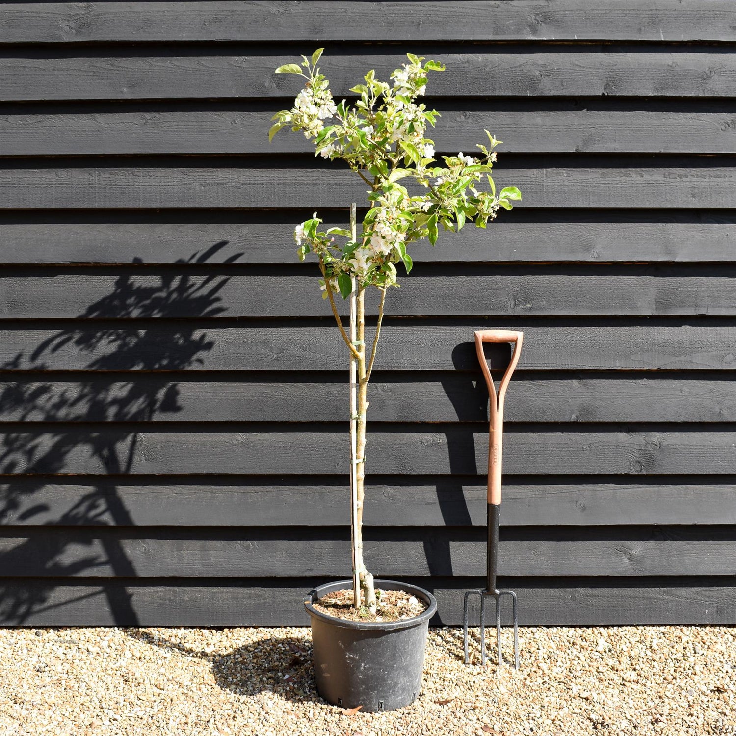 Apple tree 'Discovery' | Malus domestica - MM106 - Semi-Dwarfing - Height 140-150cm - 20lt