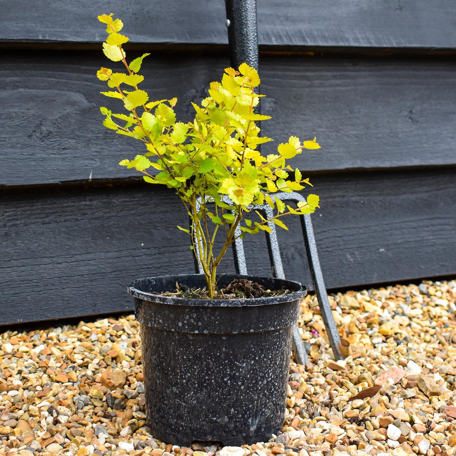 Betula nana 'Golden Treasure' - Height 20-30cm - Dwarf - 2lt
