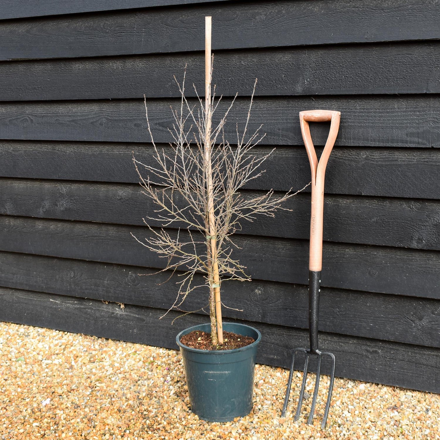 Betula Pendula 'Fuzzy Feathers' - Height 90-120cm - 10lt