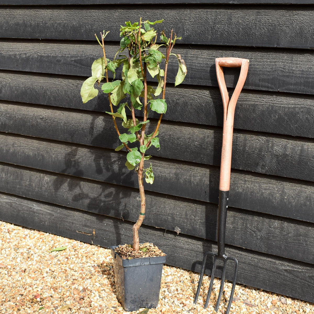 Prunus domestica 'Victoria' | Plum Tree - Patio Rootstock - Height 80-100cm - 7lt