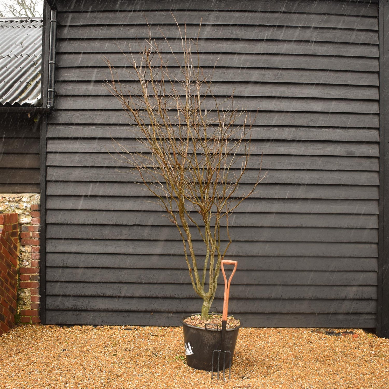 Parrotia Persica Multistem | Iron Tree - Height 240-250cm - 75lt