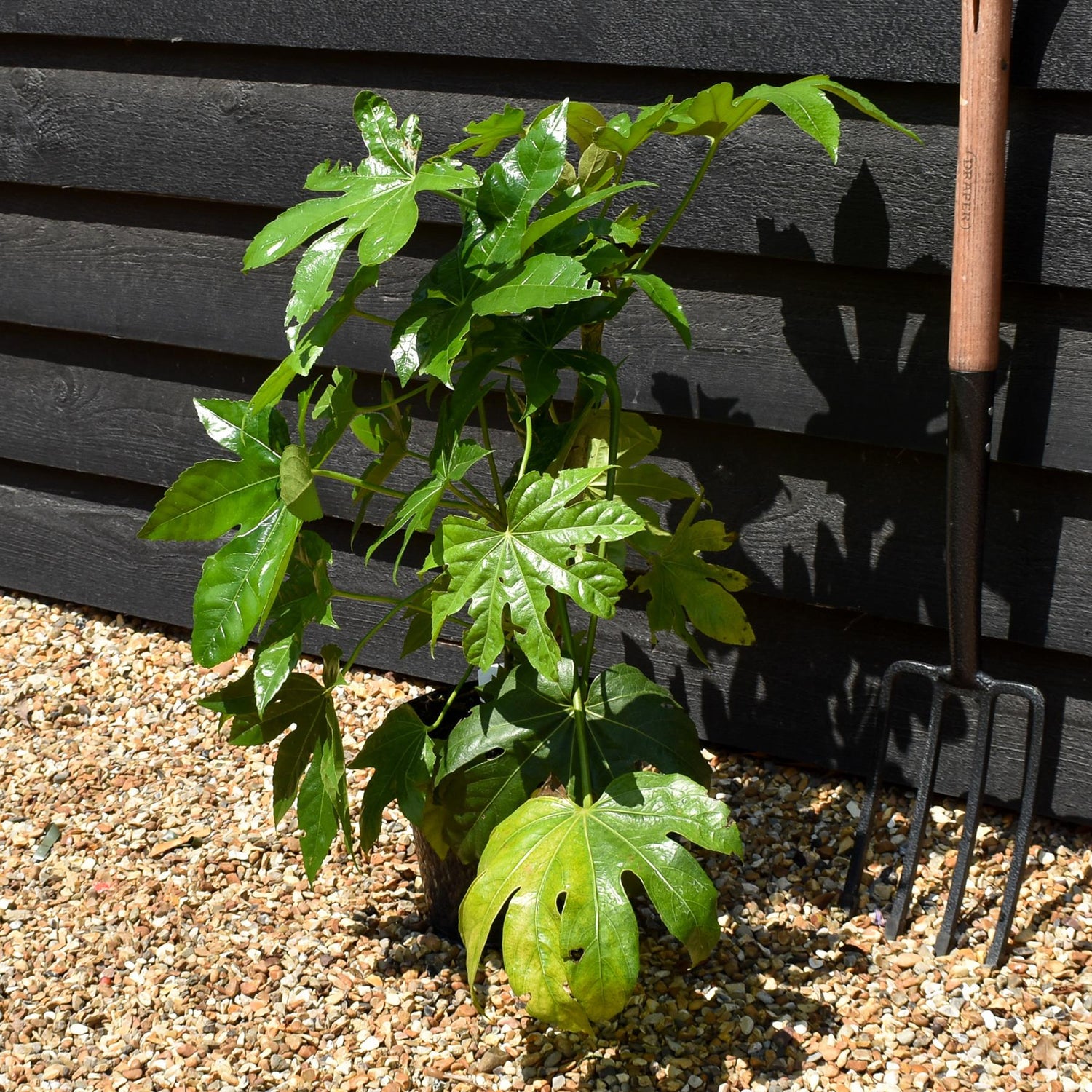 Fatsia japonica (Japanese aralia) - Height 40-60cm - 5lt
