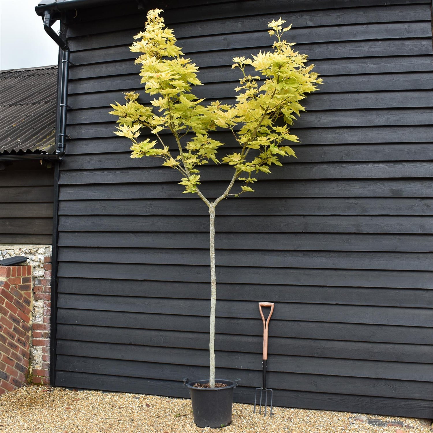 Acer pseudoplatanus 'Brilliantissimum' | Shrimp-Leaved Sycamore -  Clear Stem 150cm - Height 300-330cm - 30lt