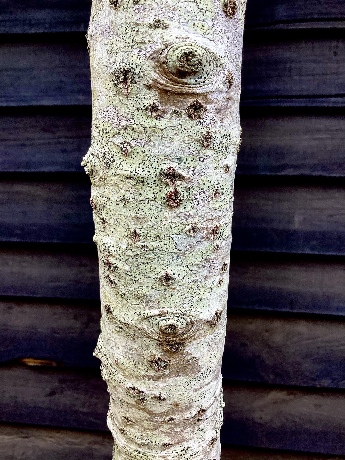 Populus alba | White Poplar Tree - Standard - Clear stem 160-170cm - Height 370-400cm - 45lt