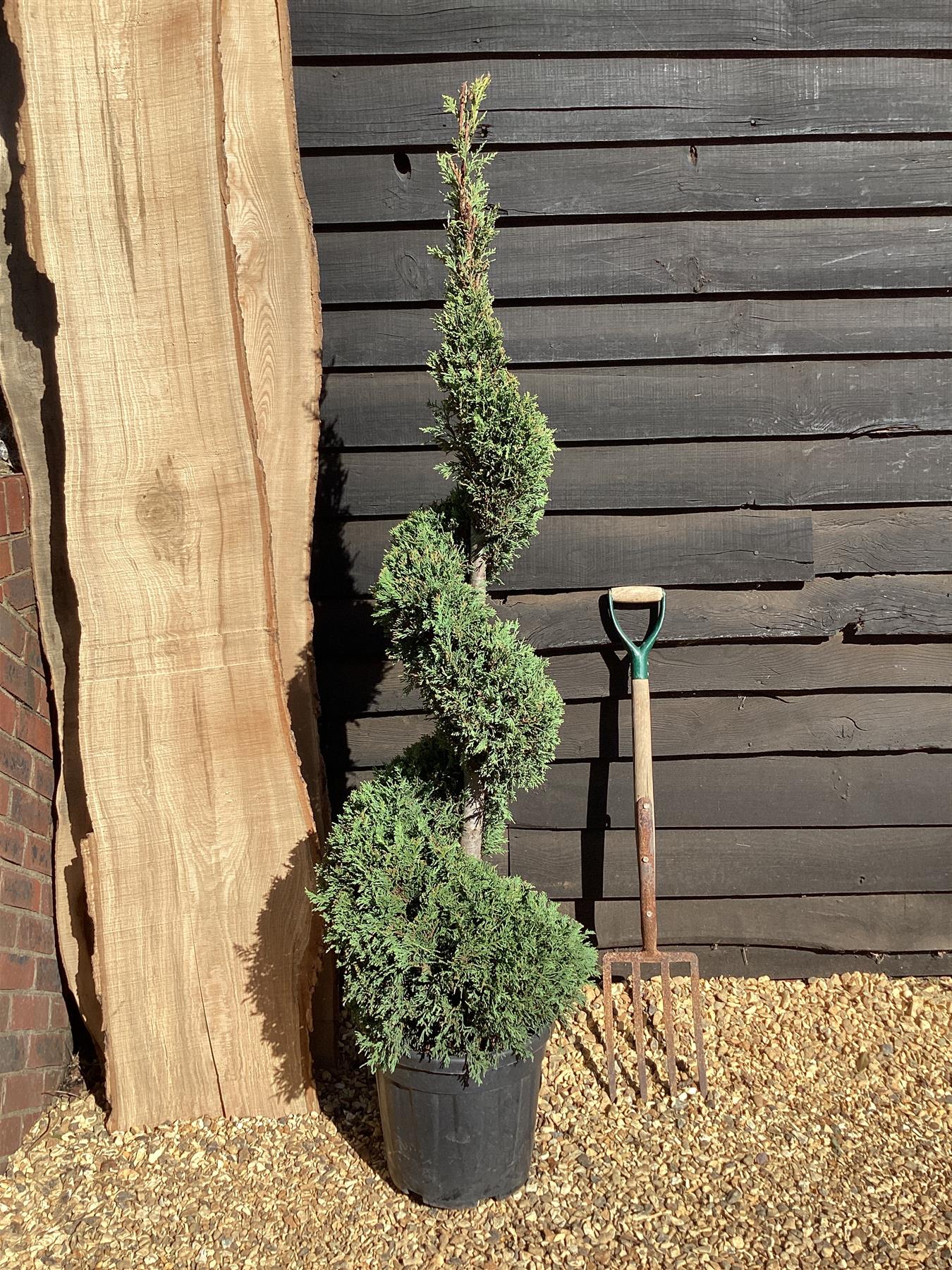 Cupressocyparis leylandii 'Castlewellan Gold' - Spiral - 20lt