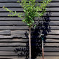 Plum tree Golden Japan | Prunus salicina - Girth 12-14cm - 170-180cm - 30lt
