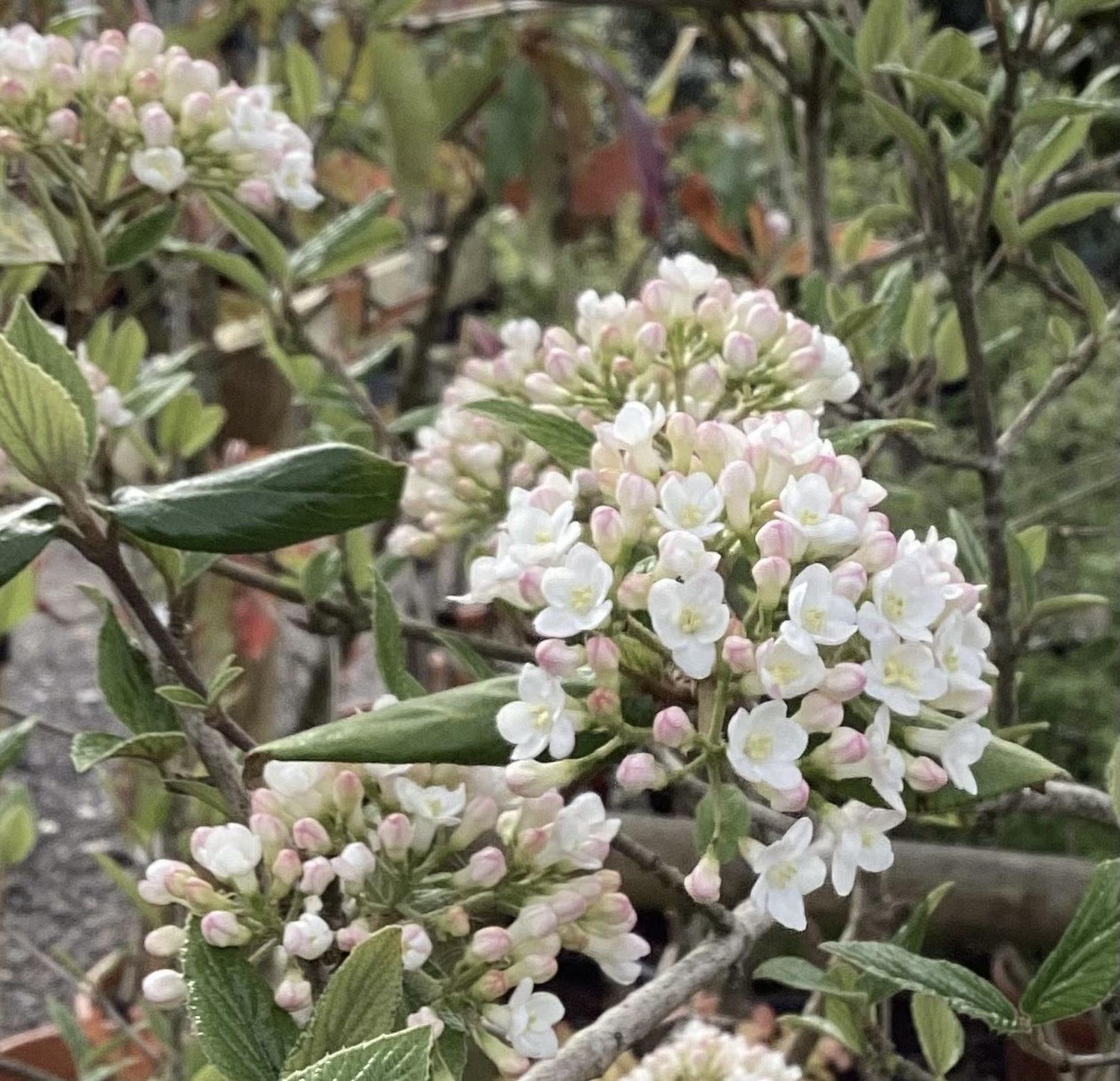 Viburnum burkwoodii | Burkwood viburnum - 30lt