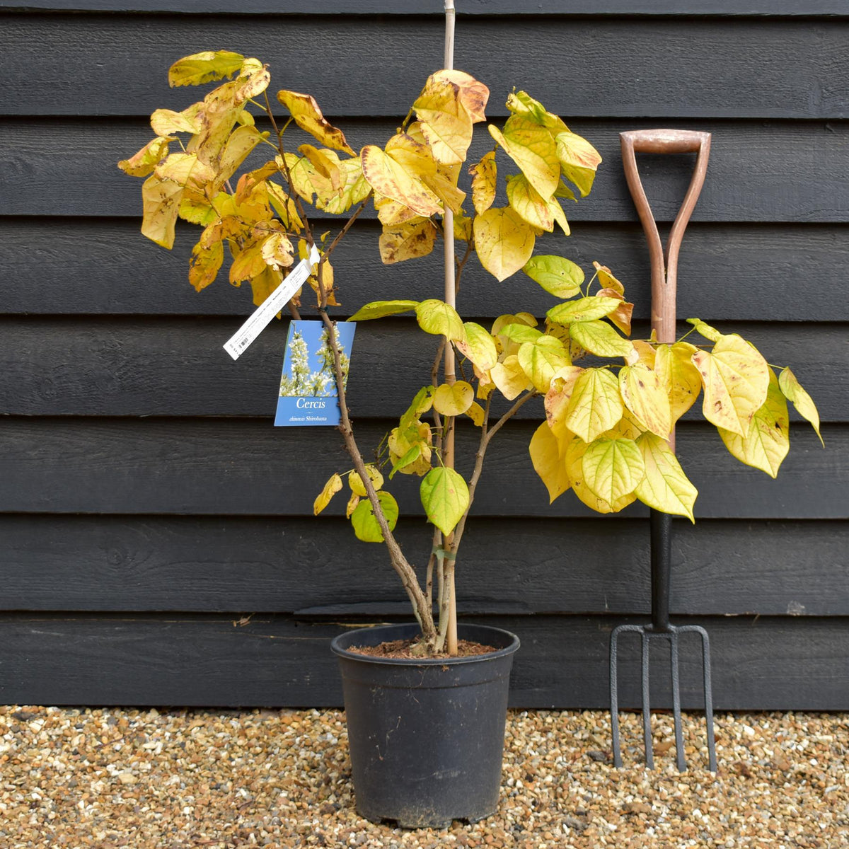 Cercis chinensis Shirobana- Height 90-140cm - Multistem - 12lt