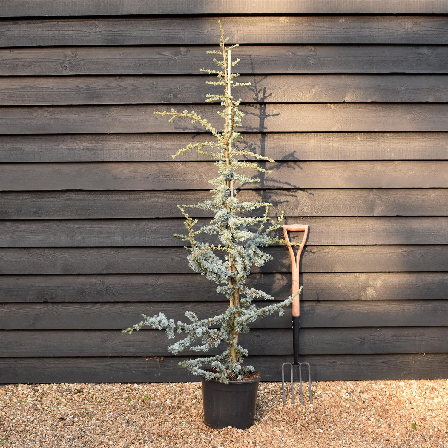 Blue Atlas Cedar | Cedrus Libani 'Glauca' - Height 170-190cm - Feathered - 20lt