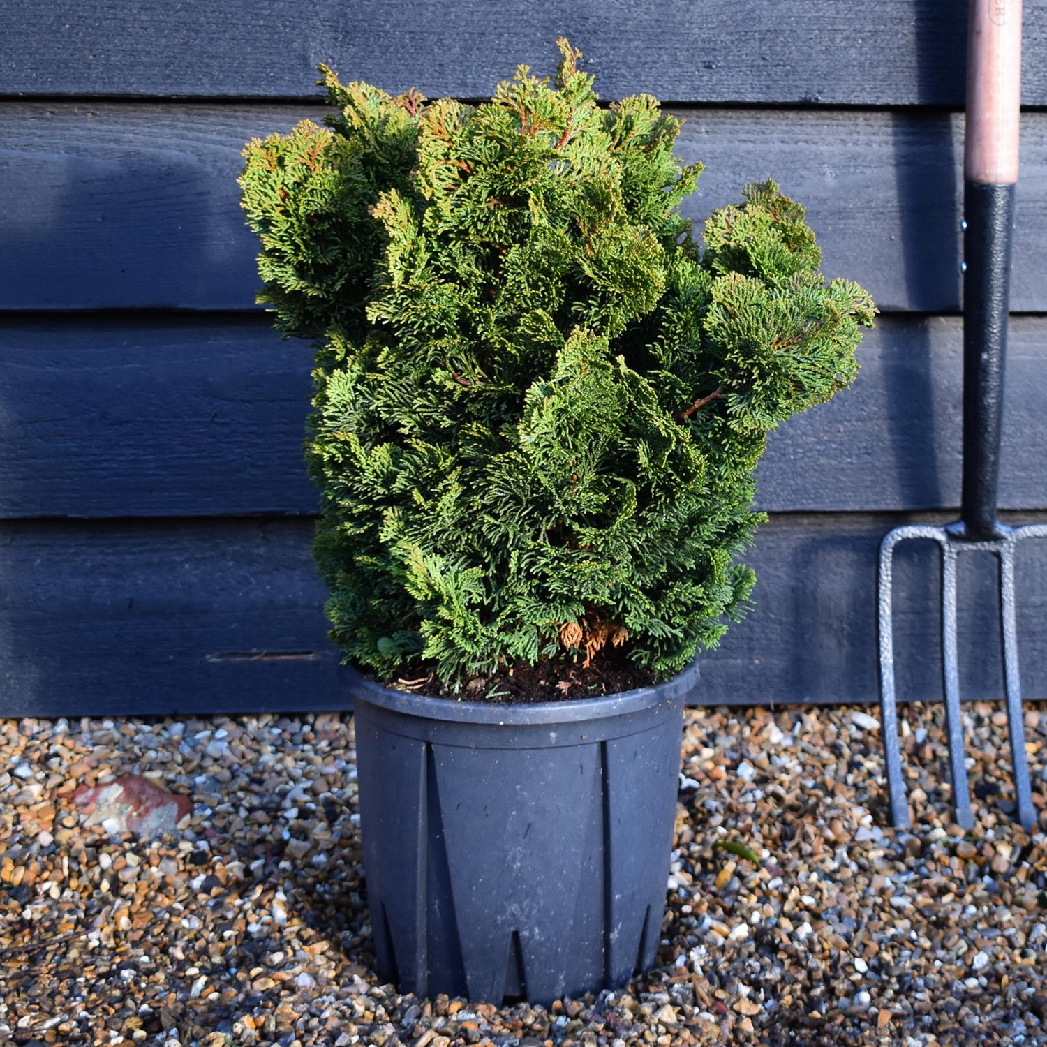 Dwarf Hinoki Cypress | Chamaecyparis obtusa 'Nana Gracilis' -Shrub - Height 40-45cm -7lt