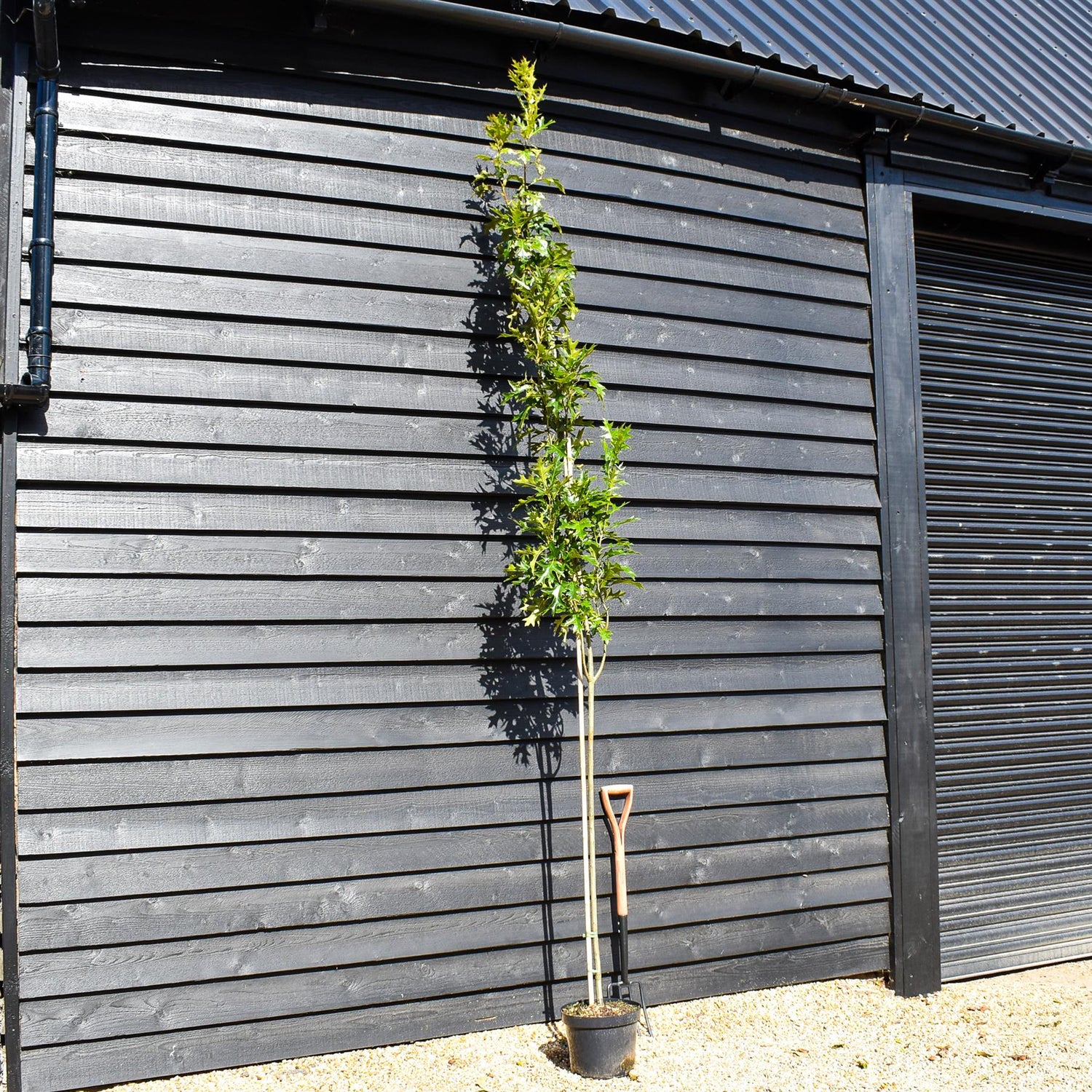Upright Pin Oak | Quercus palustris 'Green Pillar' (Pringreen) - Height 200-220cm - Pot Grown - 10lt