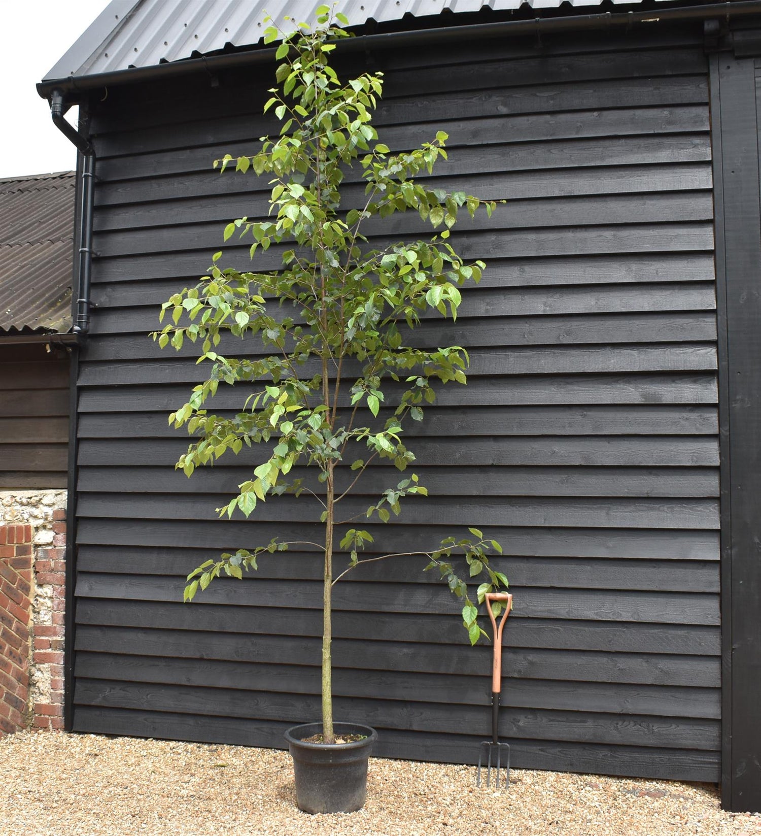 Paper Birch | Betula Papyrifera - Height 300-320cm - Girth 8-10cm - 45lt