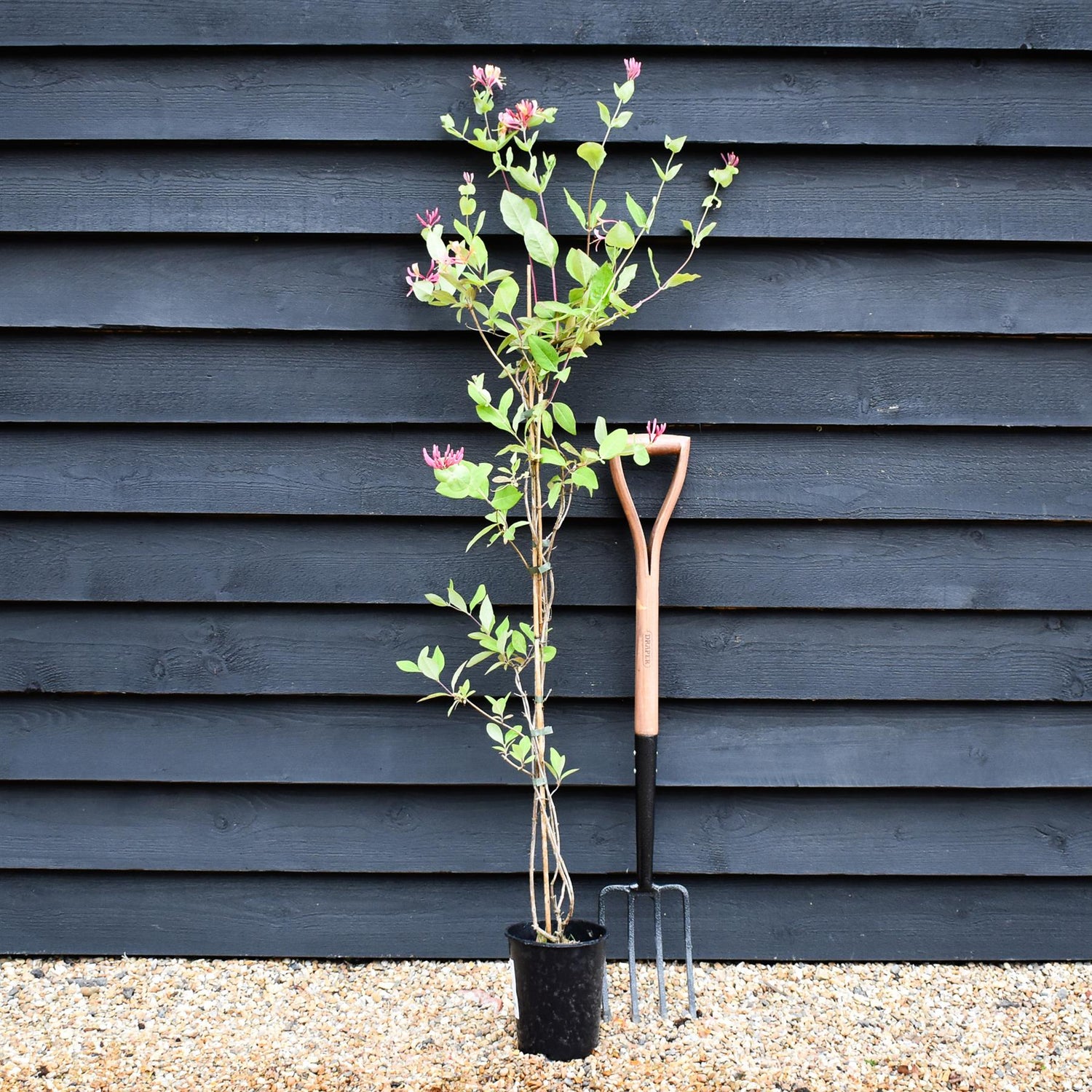 Lonicera x heckrottii 'Gold Flame' | Gold Flame Honeysuckle - 50-60cm - 3lt