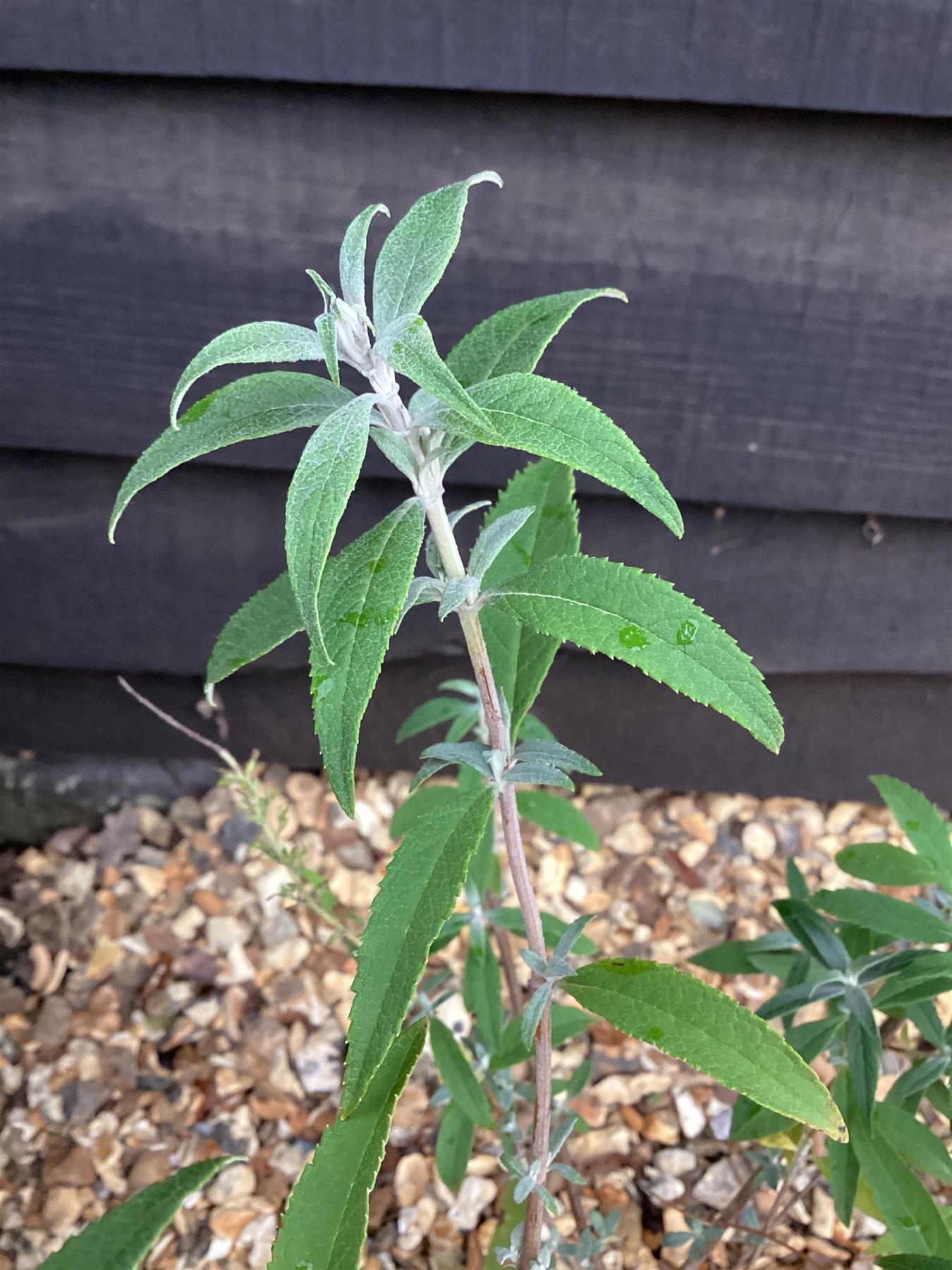 Buddleja White Profusion | Butterfly Bush - 30-40cm, 2lt