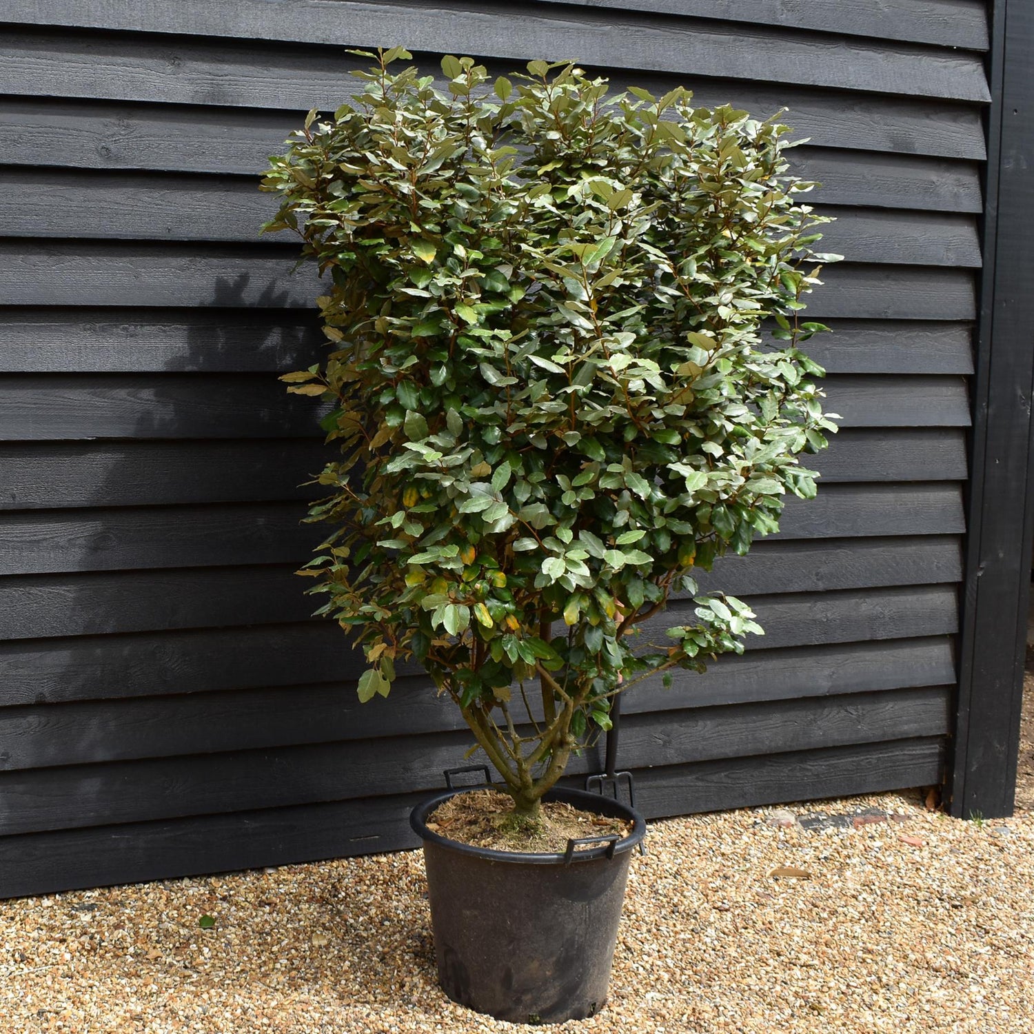 Elaeagnus ebbingei Compacta -Shrub - Height 120-180cm - 45/50lt