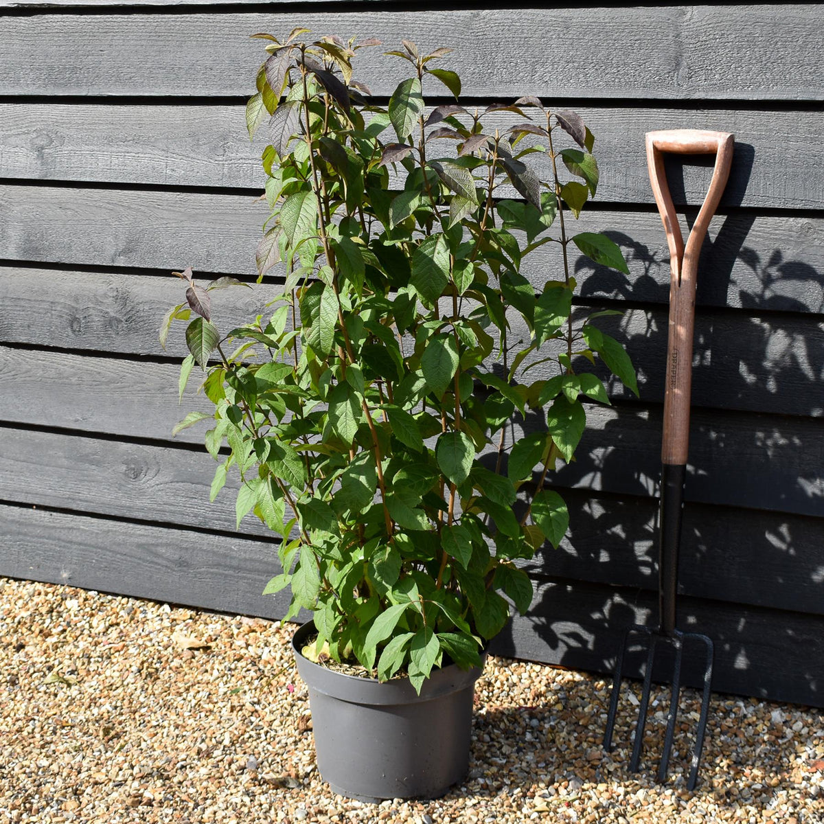 Callicarpa bodinieri var. giraldii 'Profusion' - Height 90-110cm - 10lt