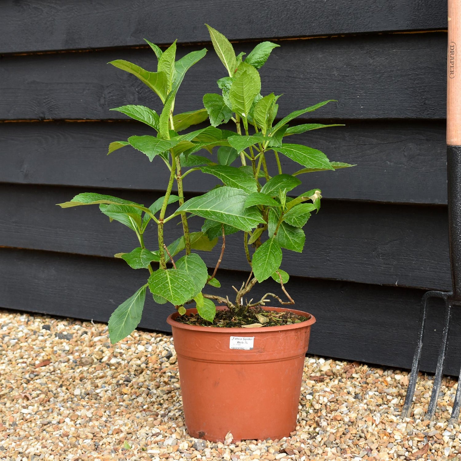 Hydrangea Height 40-50cm - Bushy - 7.5lt