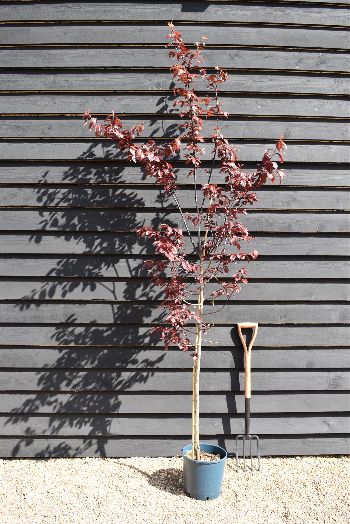 Prunus Nerasifera Pissardii Nigra | Black Cherry Plum - Height 190-250cm, 10lt