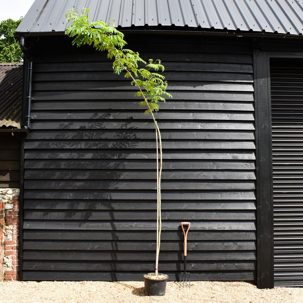 Albizia julibrissin 'Ombrella' | Silk Tree - Clear Stem - Height 250-270cm - Girth 4-6cm - 20lt