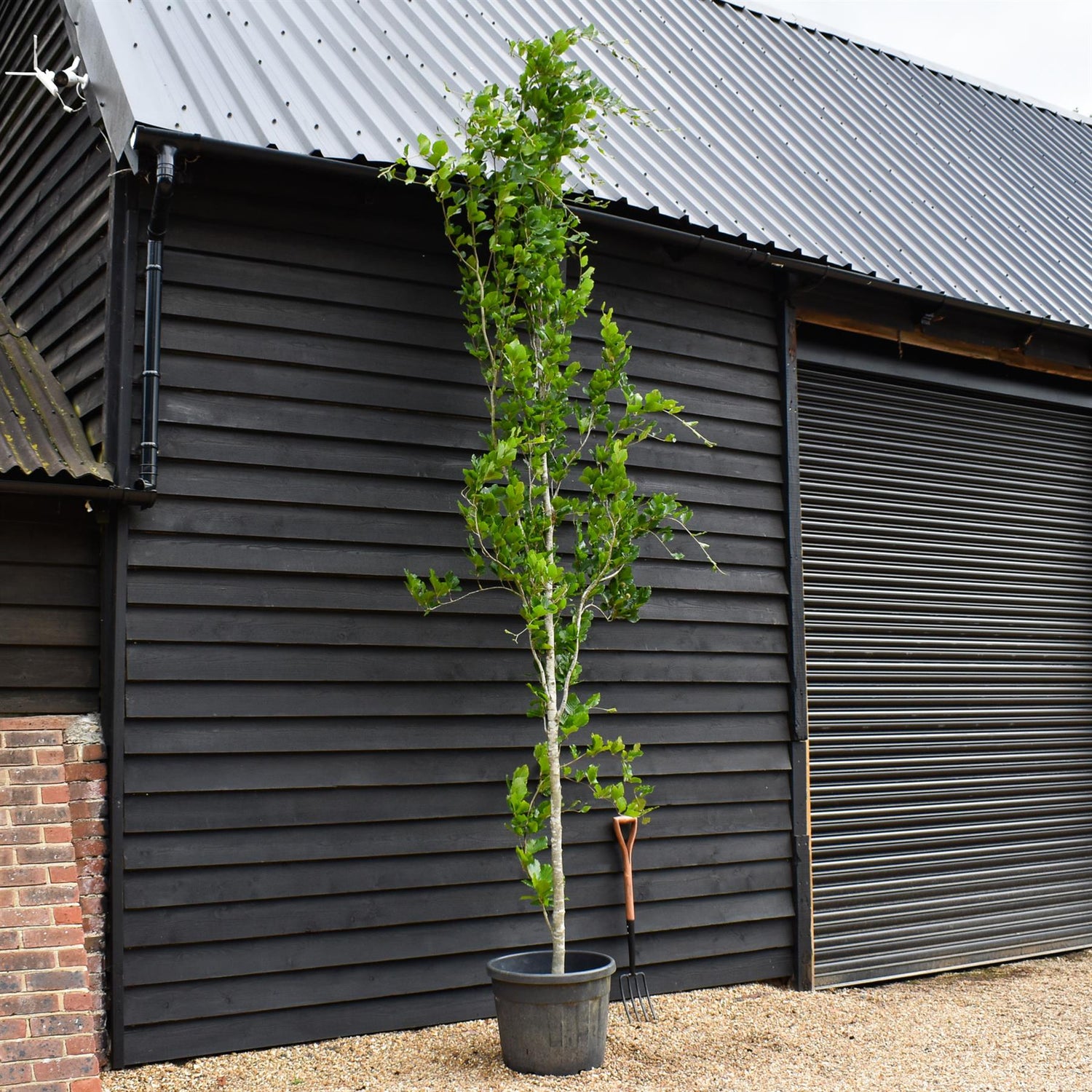 Fagus Sylvatica Dawkye | Dawyck Beech - 450-500cm, 50lt