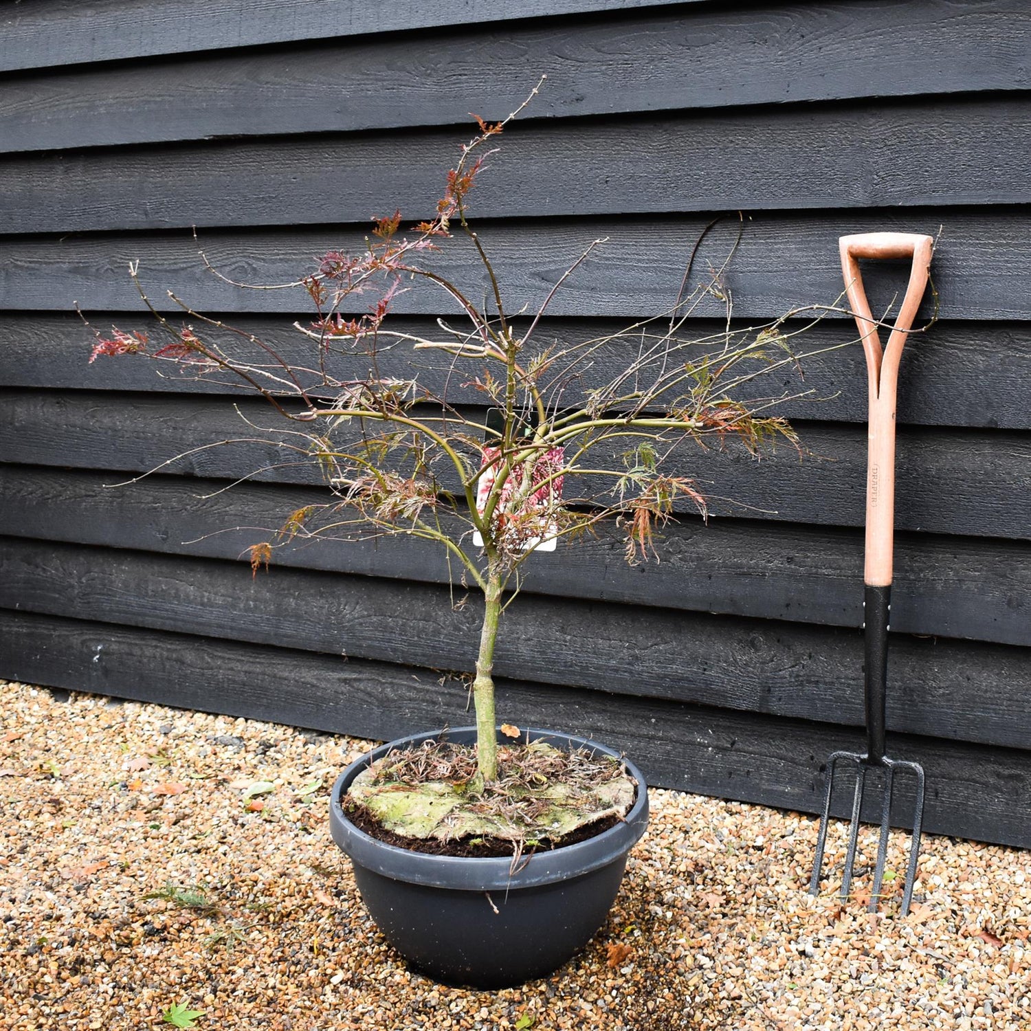 Garnet Japanese Maple | Acer palmatum 'Garnet'  Weeping -  Clear Stem 30-40cm - Height 80-90cm - 40lt