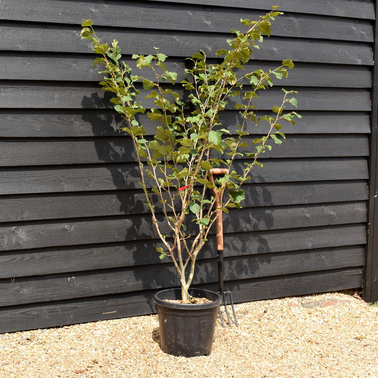 Hamamelis x intermedia 'Ruby Glow' | Witch hazel - Height 150cm - 25lt
